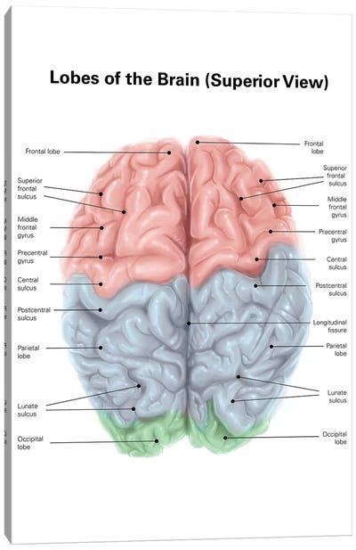 Superior View Of Human Brain With Colored Lobes And Labels Canvas Art Print