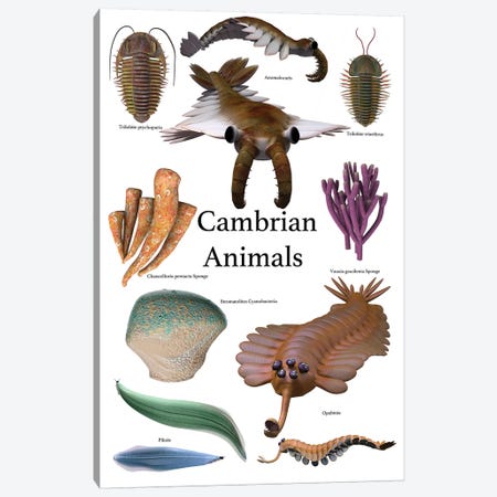 Poster Of Prehistoric Animals During The Cambrian Period Canvas Print #TRK2317} by Corey Ford Canvas Art Print