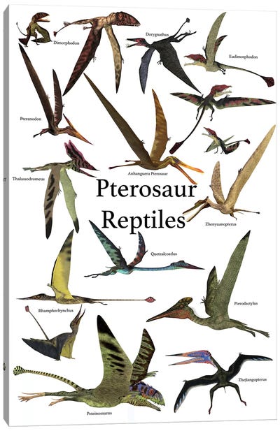 Poster Of Various Flying Pterosaur Reptiles During The Prehistoric Age Canvas Art Print - Stocktrek Images