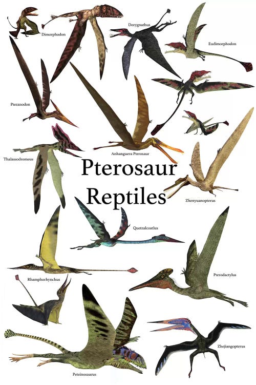 Poster Of Various Flying Pterosaur Reptiles During The Prehistoric Age by Corey Ford wall art