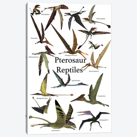 Poster Of Various Flying Pterosaur Reptiles During The Prehistoric Age Canvas Print #TRK2322} by Corey Ford Canvas Print
