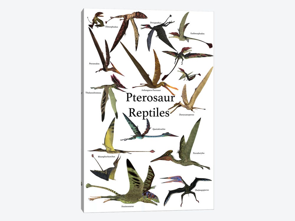 Poster Of Various Flying Pterosaur Reptiles During The Prehistoric Age by Corey Ford 1-piece Art Print