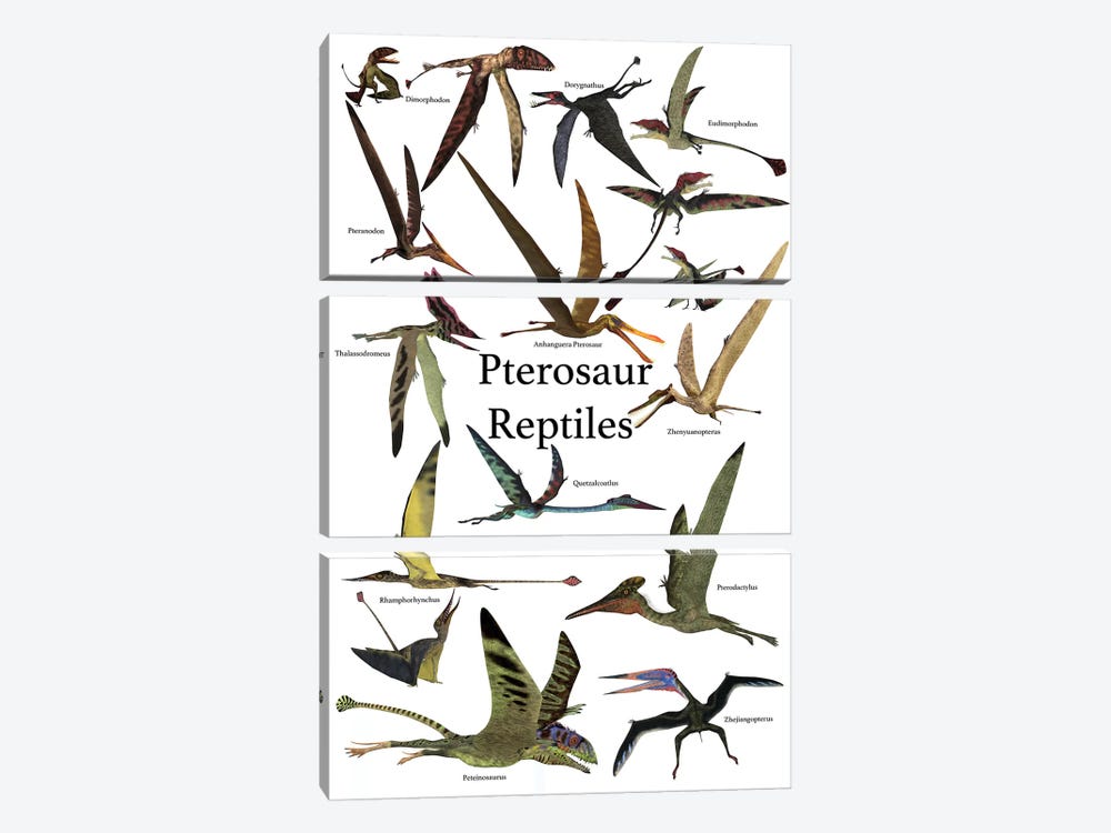 Poster Of Various Flying Pterosaur Reptiles During The Prehistoric Age by Corey Ford 3-piece Art Print