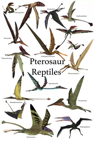 Kids Dinosaur Art: Poster Of Various Flying Pterosaur Reptiles During The Prehistoric Age by Corey Ford