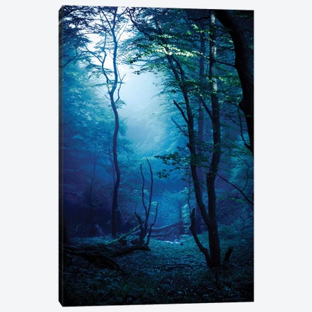 Misty, Dark Forest, Liselund Slotspark, Denmark. Canvas Print #TRK2471} by Evgeny Kuklev Canvas Art Print