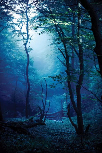 Evgeny Kuklev: Misty, Dark Forest, Liselund Slotspark, Denmark. by Evgeny Kuklev