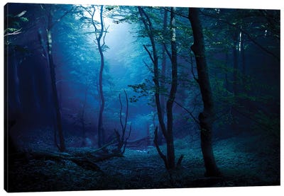 Misty, Dark Forest, Liselund Slotspark, Denmark. Canvas Art Print - Stocktrek Images