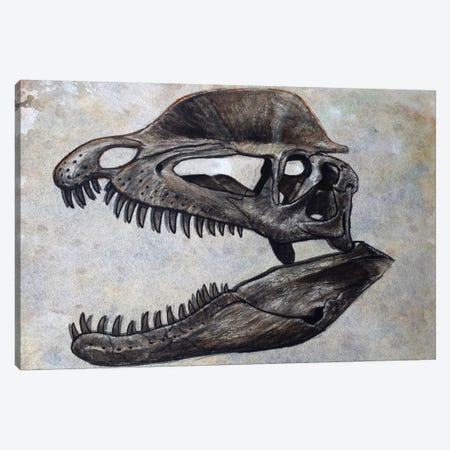 Dilophosaurus Dinosaur Skull Canvas Print #TRK2617} by Harm Plat Canvas Art