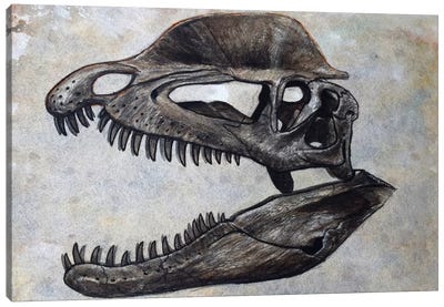 Dilophosaurus Dinosaur Skull Canvas Art Print