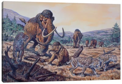 A Herd Of Woolly Mammoth And Scimitar Sabertooth, Pleistocene Epoch Canvas Art Print
