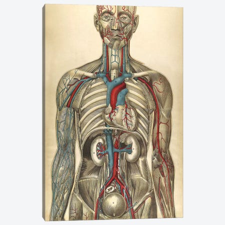 The Human Body With Superimposed Colored Plates I Canvas Print #TRK2698} by National Library of Medicine Canvas Print