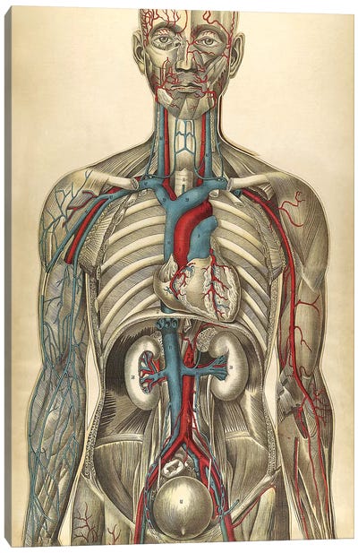 The Human Body With Superimposed Colored Plates I Canvas Art Print