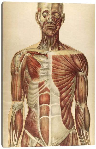 The Human Body With Superimposed Colored Plates II Canvas Art Print
