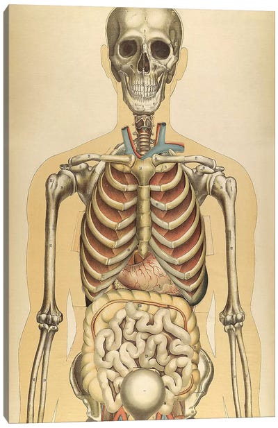 The Human Body With Superimposed Colored Plates III Canvas Art Print