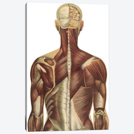 The Human Body With Superimposed Colored Plates IV Canvas Print #TRK2701} by National Library of Medicine Art Print
