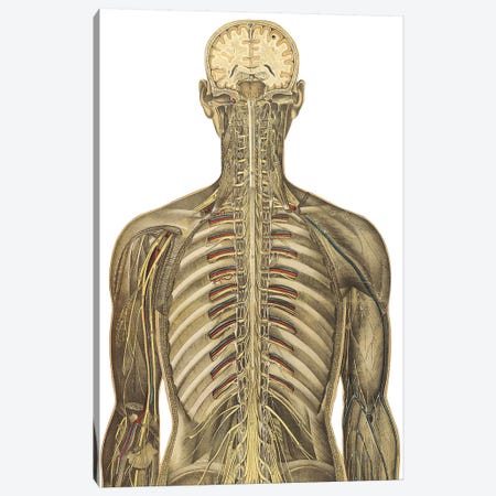 The Human Body With Superimposed Colored Plates V Canvas Print #TRK2702} by National Library of Medicine Art Print