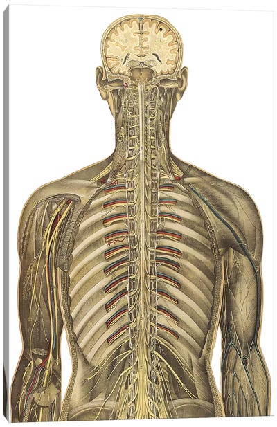 The Human Body With Superimposed Colored Plates V Canvas Art Print