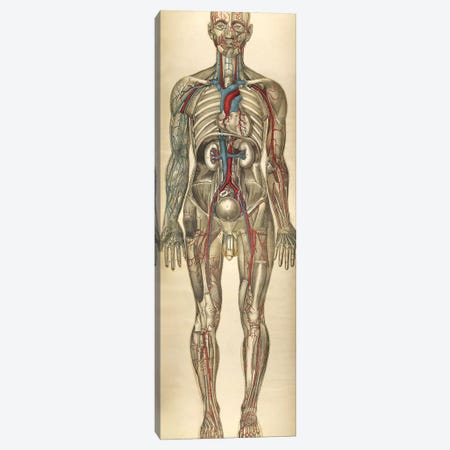 The Human Body With Superimposed Colored Plates VI Canvas Print #TRK2703} by National Library of Medicine Canvas Print