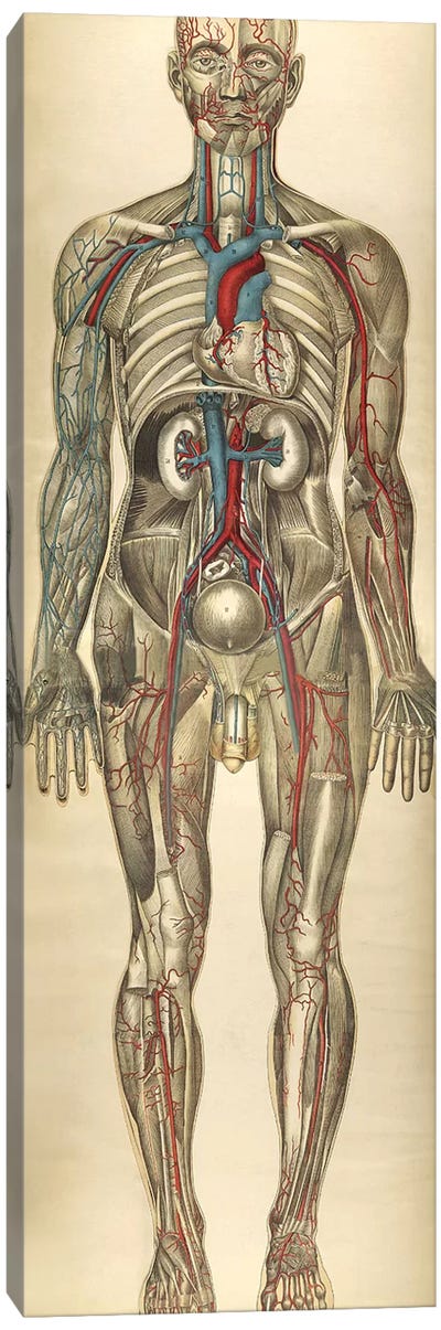 The Human Body With Superimposed Colored Plates VI Canvas Art Print
