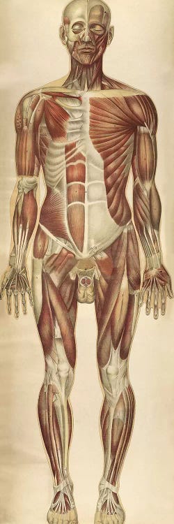 The Human Body With Superimposed Colored Plates VII