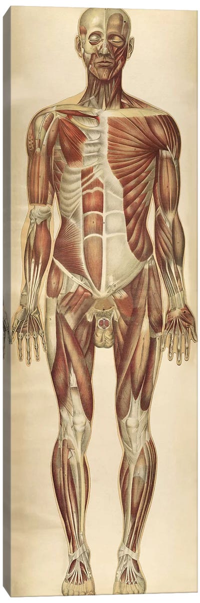 The Human Body With Superimposed Colored Plates VII Canvas Art Print - Anatomy Art