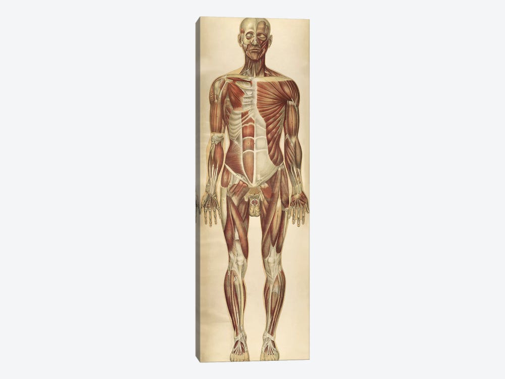 The Human Body With Superimposed Colored Plates VII by National Library of Medicine 1-piece Canvas Wall Art