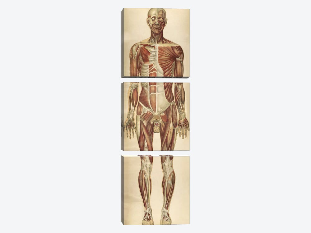 The Human Body With Superimposed Colored Plates VII by National Library of Medicine 3-piece Canvas Artwork