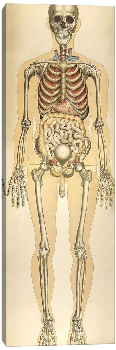 The Human Body With Superimposed Colored Plates VIII Canvas Art Print