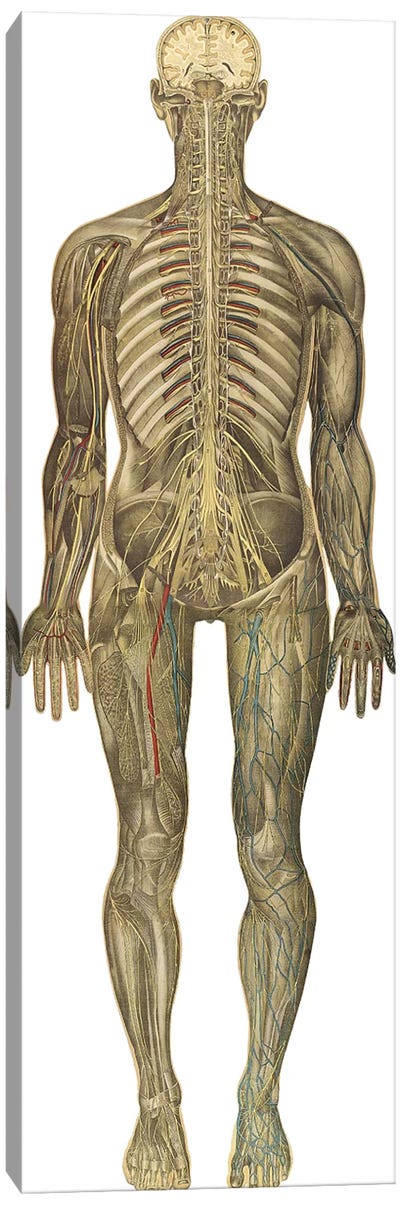 The Human Body With Superimposed Colored Plates IX Canvas Art Print