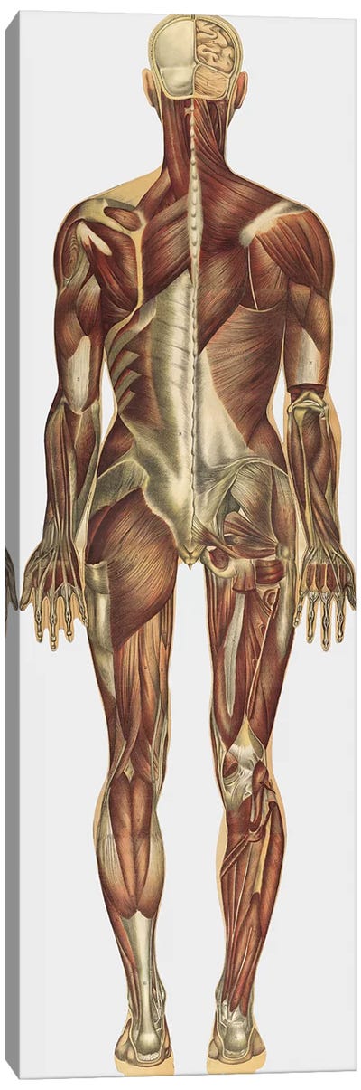 The Human Body With Superimposed Colored Plates X Canvas Art Print