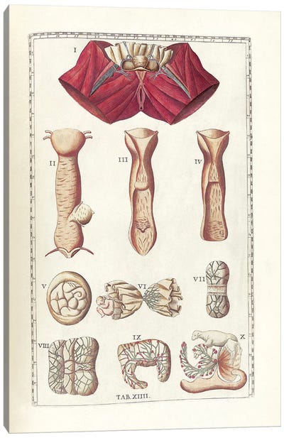 The Science Of Human Anatomy I Canvas Art Print