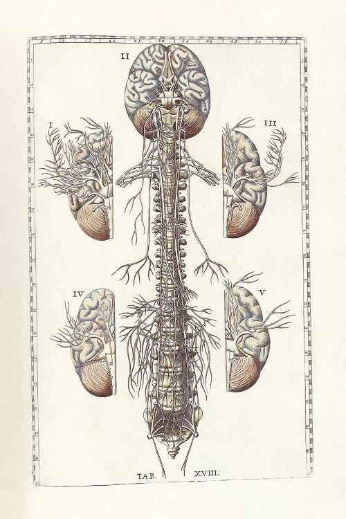 The Science Of Human Anatomy III