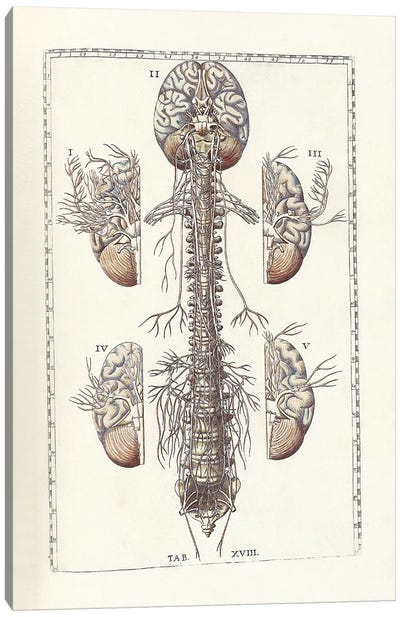 The Science Of Human Anatomy III Canvas Art Print - Stocktrek Images