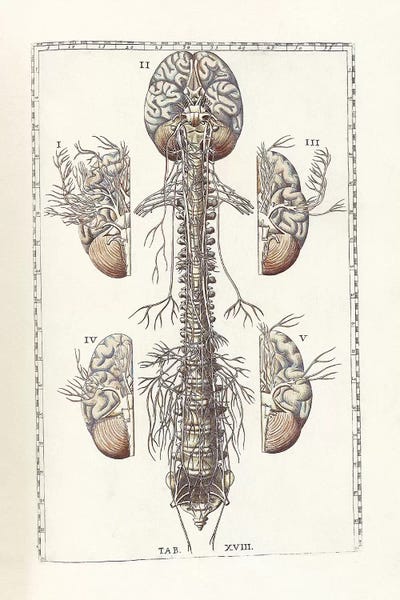 Biology: The Science Of Human Anatomy III by National Library of Medicine