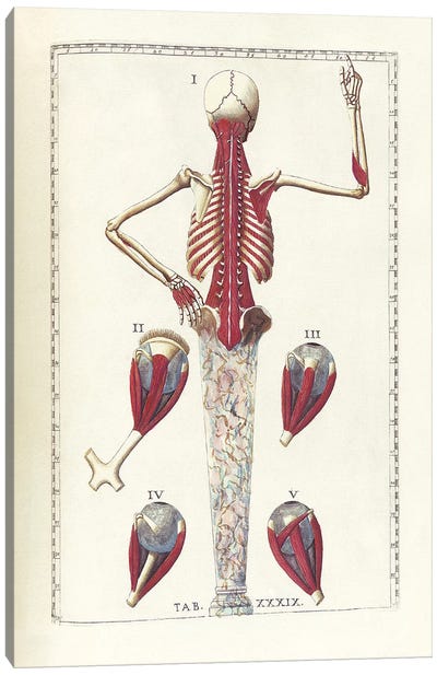The Science Of Human Anatomy IV Canvas Art Print