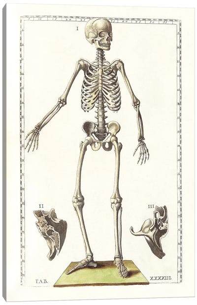 The Science Of Human Anatomy V Canvas Art Print