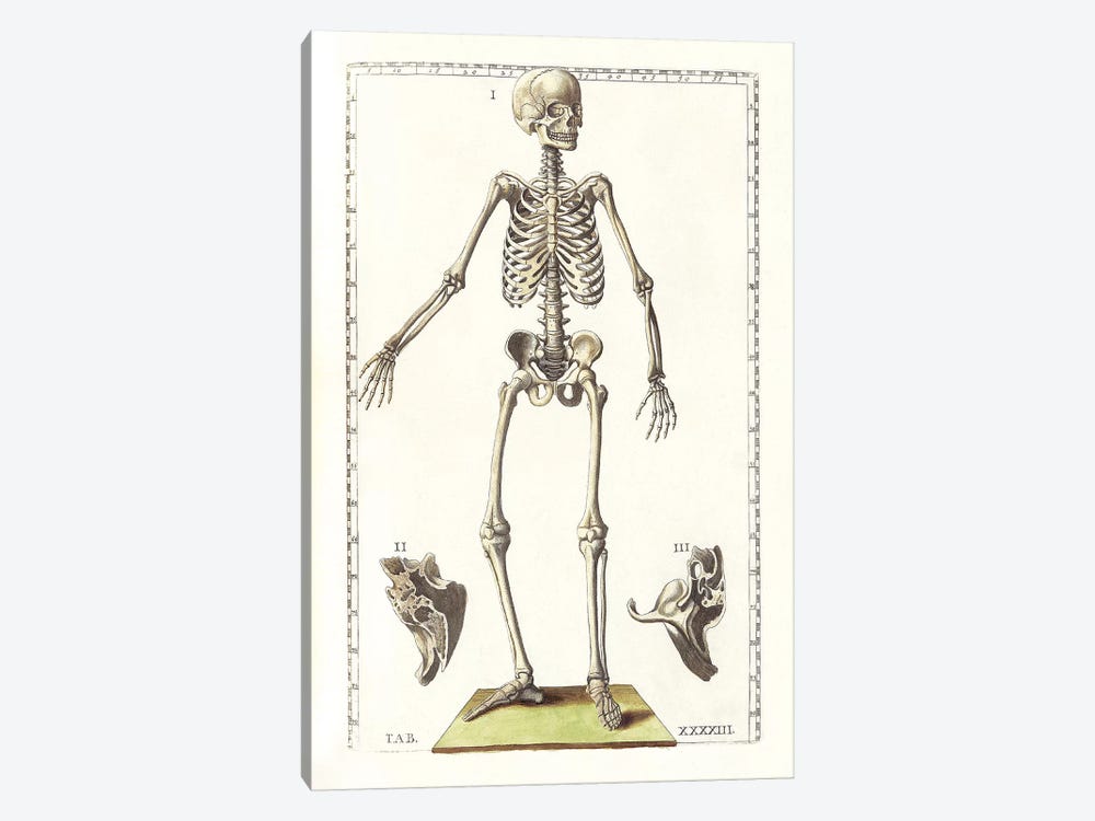 The Science Of Human Anatomy V 1-piece Art Print