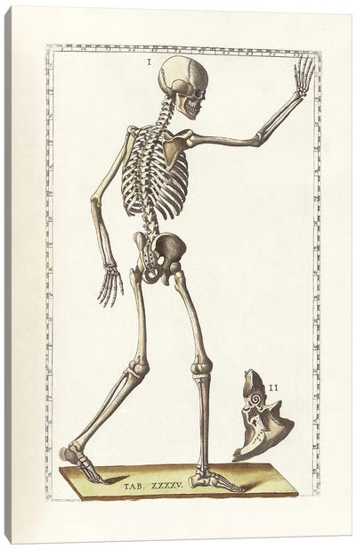 The Science Of Human Anatomy VI Canvas Art Print
