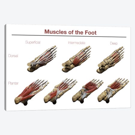 Muscles Of The Foot Canvas Print #TRK2728} by Photon Illustration Canvas Art Print