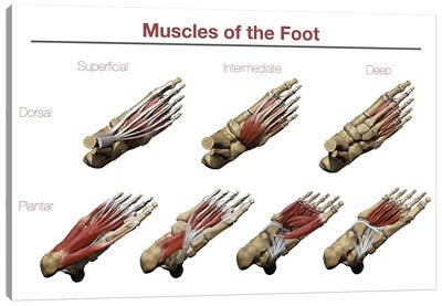 Muscles Of The Foot Canvas Art Print