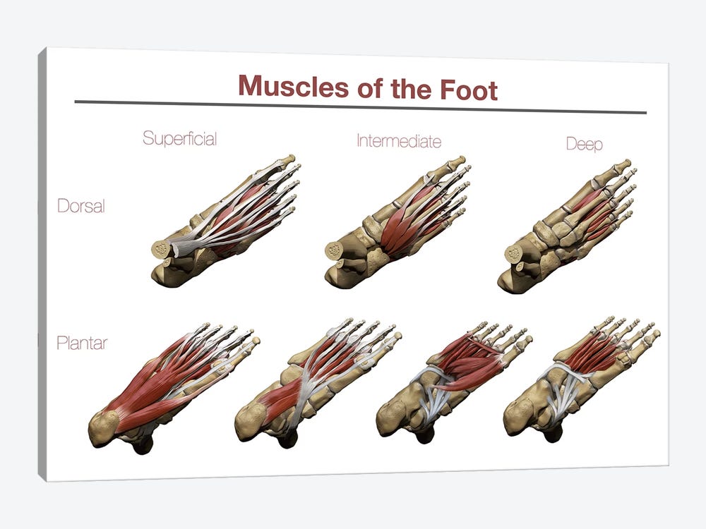 Muscles Of The Foot 1-piece Canvas Artwork