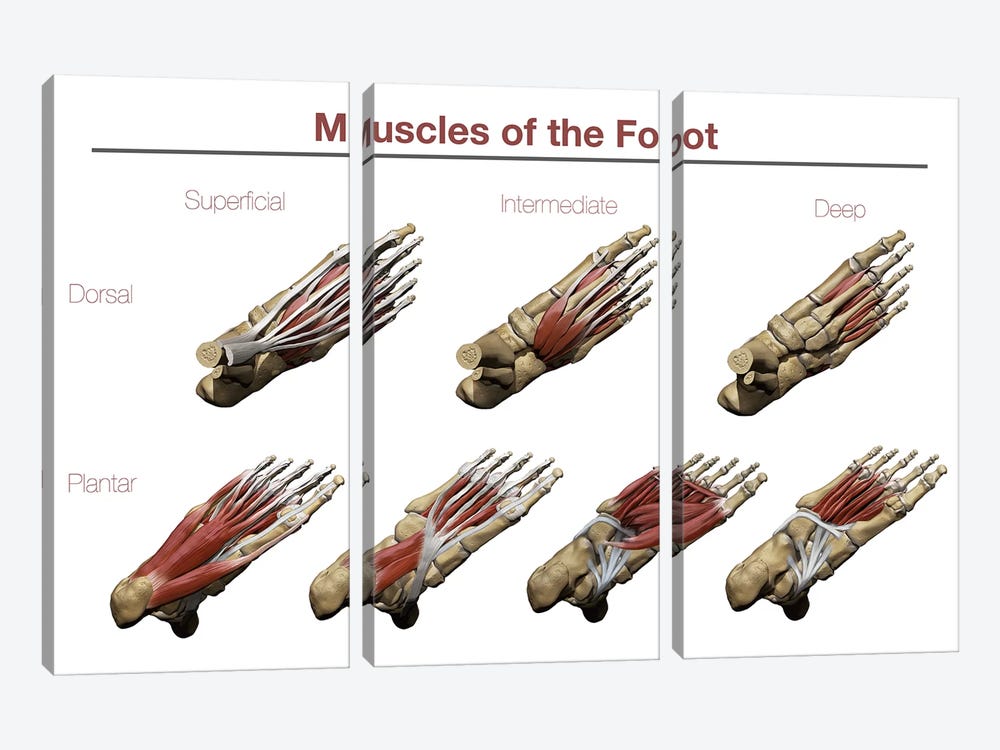 Muscles Of The Foot 3-piece Canvas Wall Art