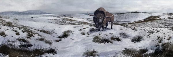 A Bison Latifrons In A Winter Landscape During The Pleistocene Epoch