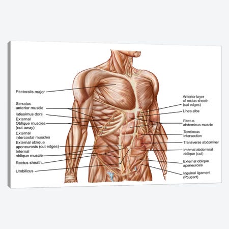 Anatomy Of Human Abdominal Muscles Canvas Print #TRK2736} by Stocktrek Images Art Print