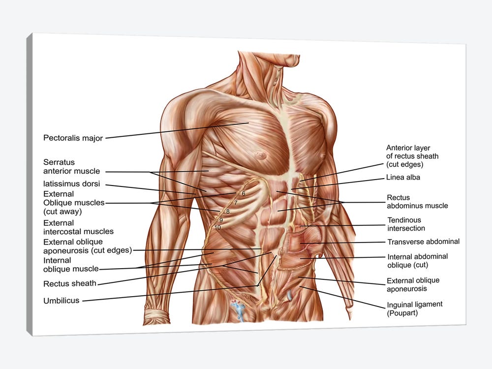 Stomach Muscle Anatomy Diagram