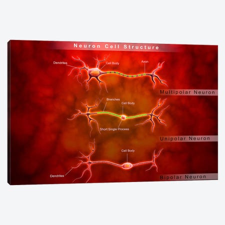Anatomy Structure Of Neurons Canvas Print #TRK2737} by Stocktrek Images Art Print