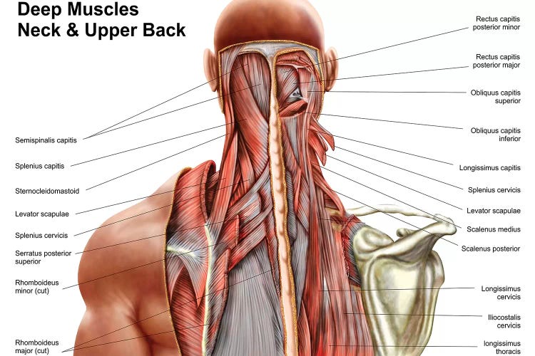 Human Anatomy Showing Deep Muscles In The Neck And Upper Back