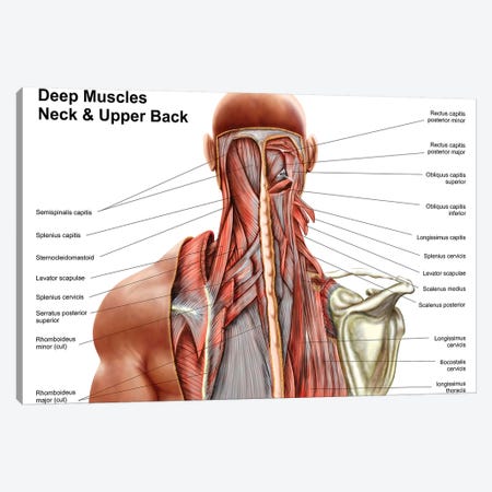 Human Anatomy Showing Deep Muscles In The Neck And Upper Back Canvas Print #TRK2750} by Stocktrek Images Canvas Art