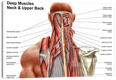 Human Anatomy Showing Deep Muscles In The Neck And Upper Back Canvas Art Print - Stocktrek Images -  Education Collection