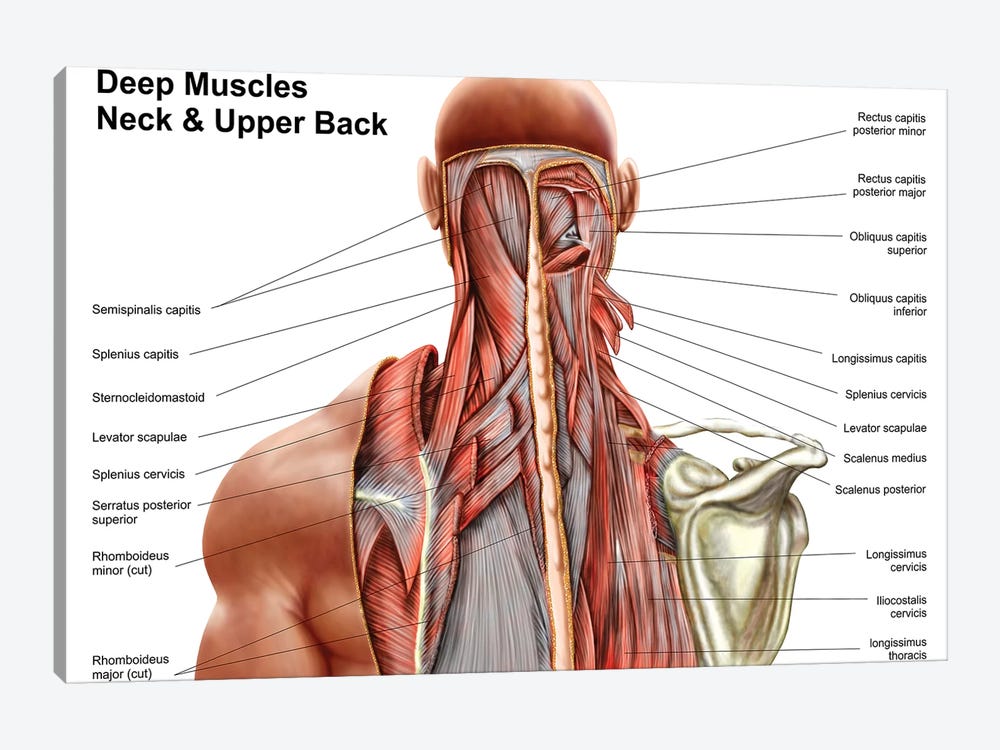 Human Anatomy Showing Deep Muscles In The Neck And Upper Back by Stocktrek Images 1-piece Canvas Art Print